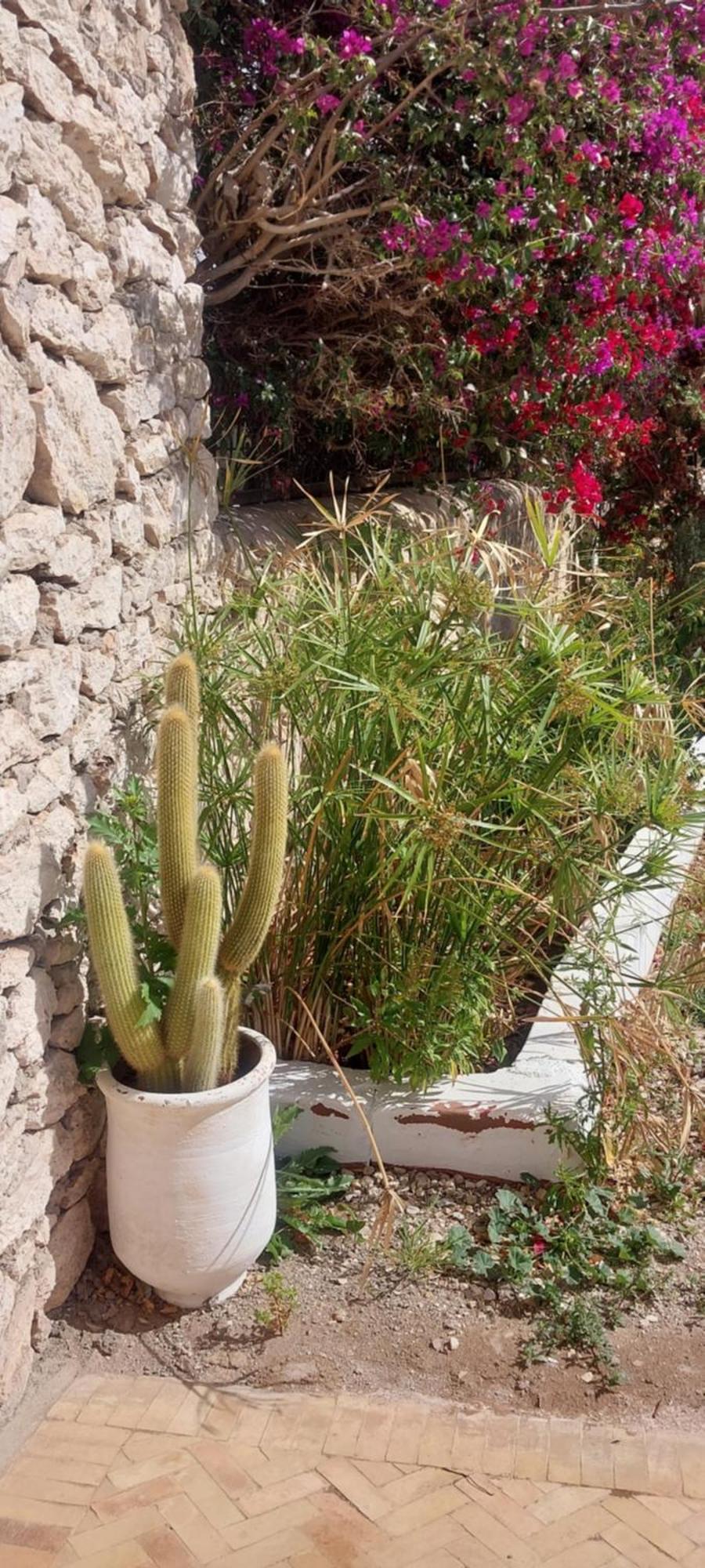 Riad Eucalyptus Эс-Сувейра Экстерьер фото